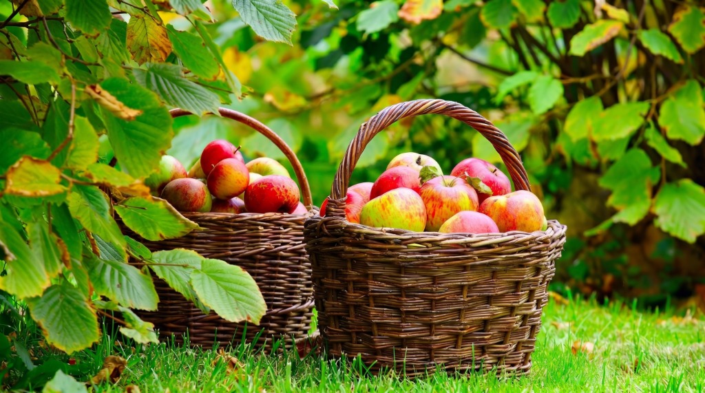 Fresh Orchards