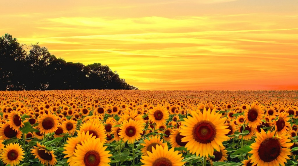 NexGen Sunflowers