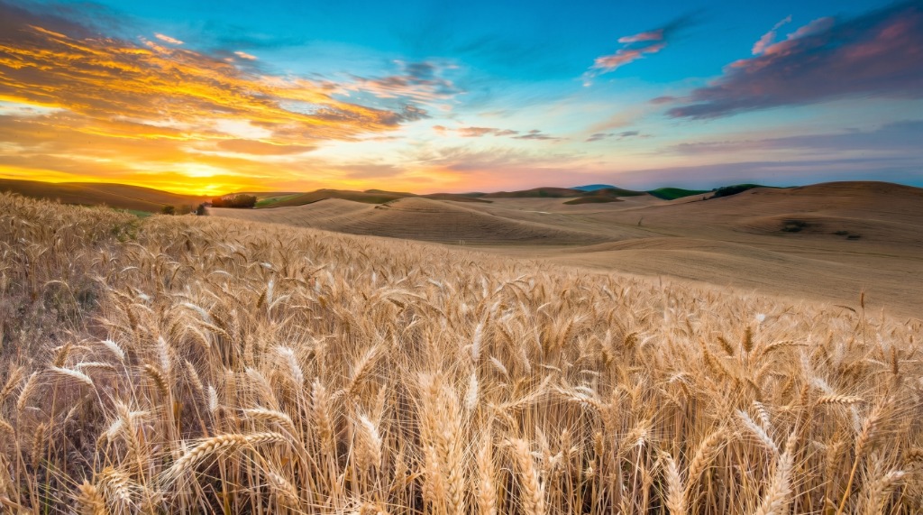 Golden Wheat